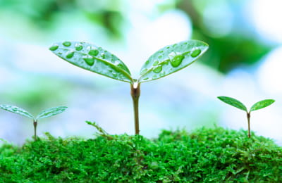 新芽が出ている様子